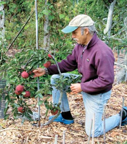 Easy Grafting for Beginners Image